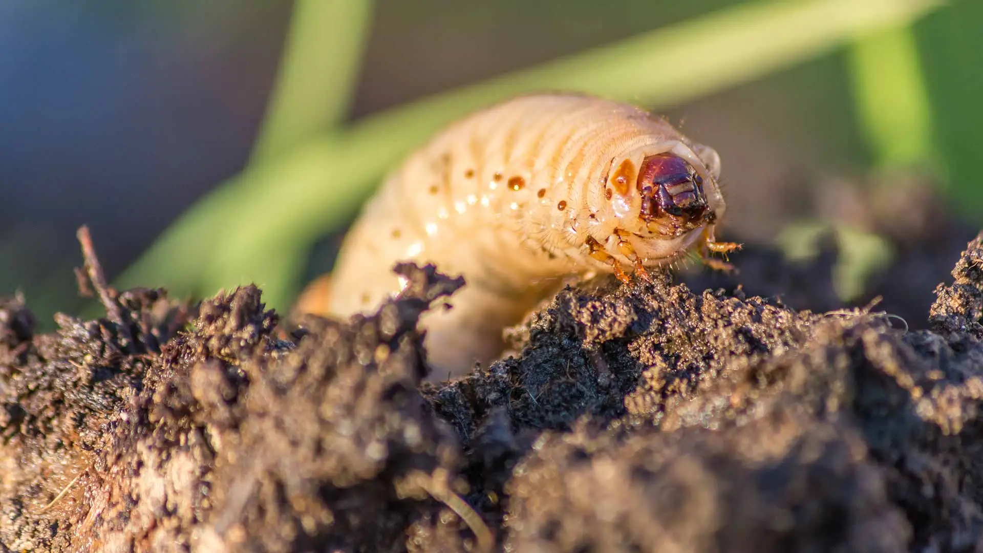 Close up photo of a lawn grub worm near Allentown, Pennsylvania.
