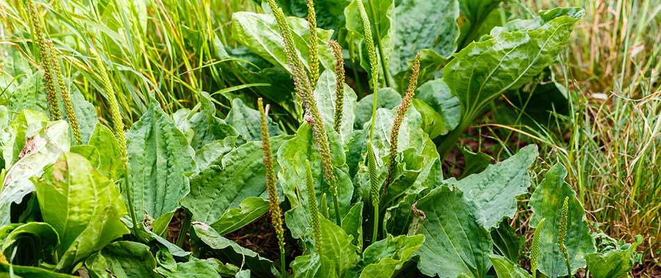 Broadleaf plantain weeds growing in a patch of dirt near Breinigsville, PA.