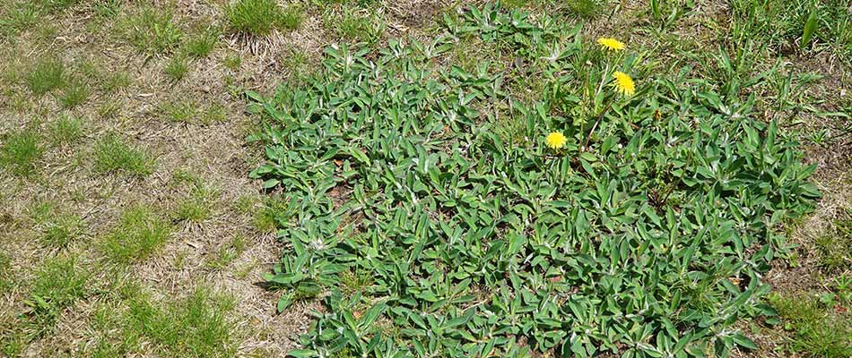 Dandelion weeds growing in a Emmaus, Pennsylvania lawn.