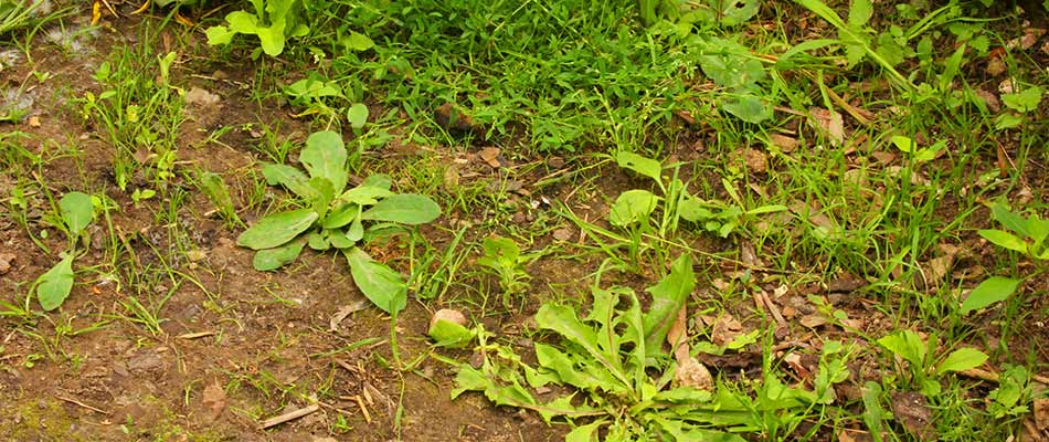 A home lawn in Macungie, PA with severe weed control problems.