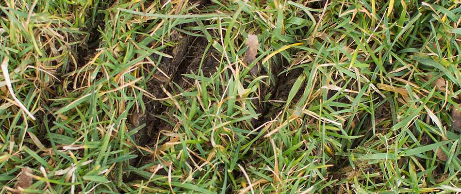 Slit seeding a new lawn at a home property in Wescosville, PA.